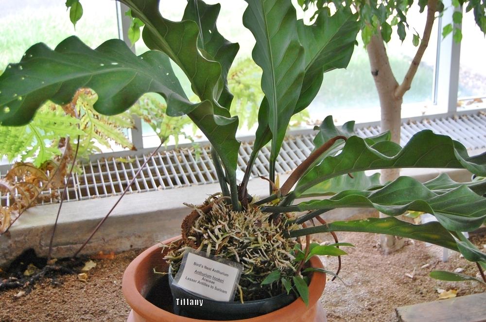 Photo of the entire plant of Bird's Nest Anthurium (Anthurium hookeri