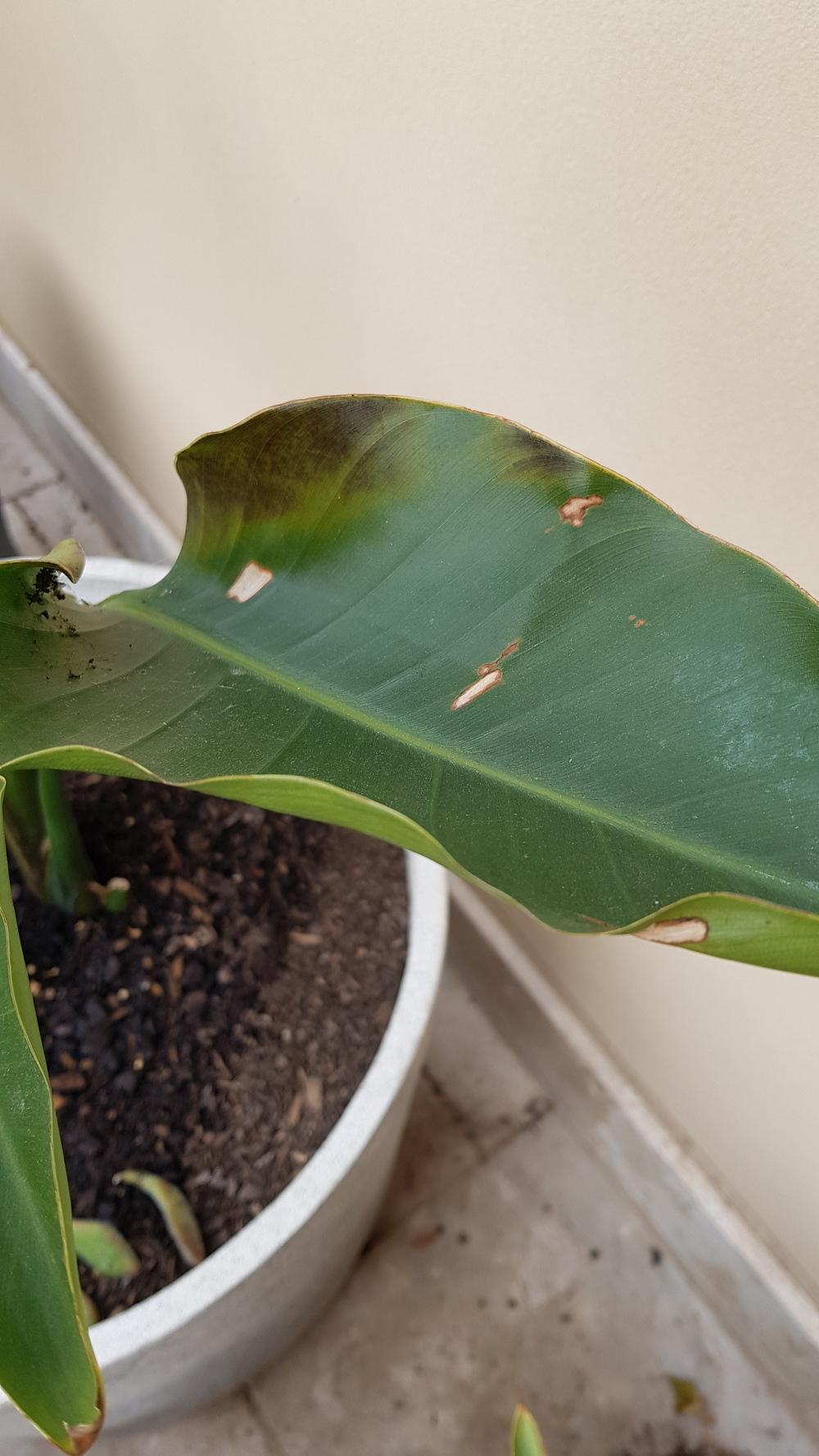 Ask A Question Forum Giant Birds Of Paradise Leaves Curling Garden Org