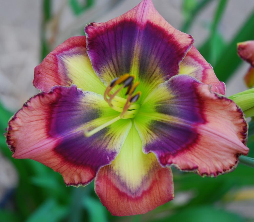 Photo of the bloom of Daylily (Hemerocallis 'Blue Marble') posted by