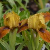 Location: my garden in Germany