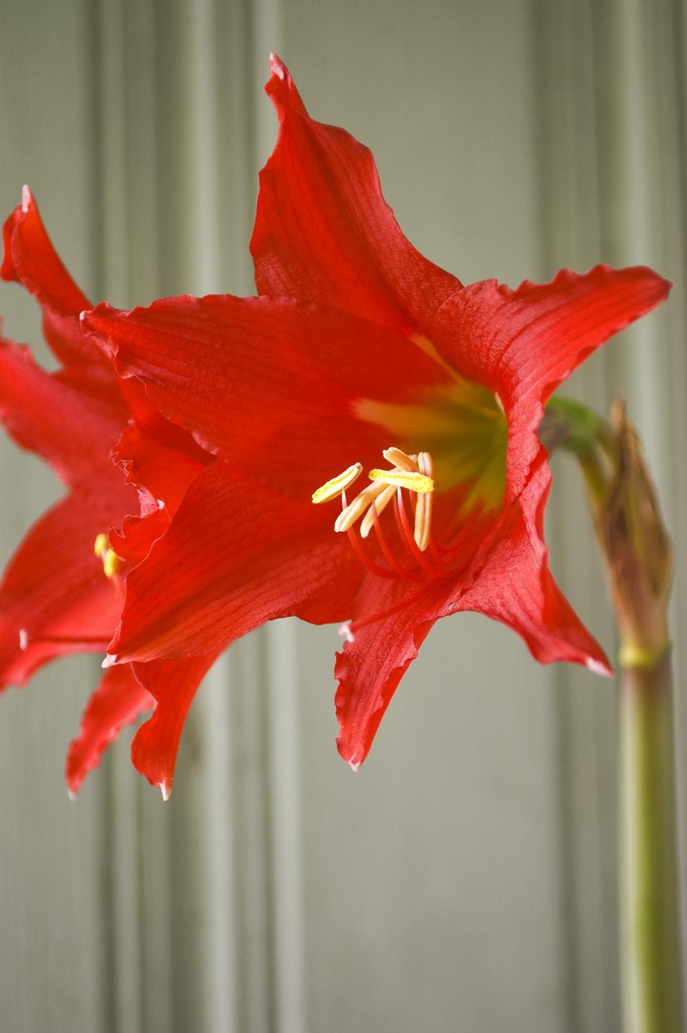 Photo of the bloom of Mexican Lily (Hippeastrum reginae) posted by