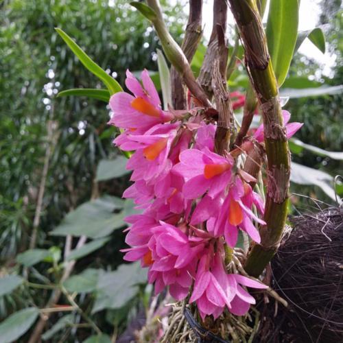 Orchid (Dendrobium Hibiki) - Garden.org