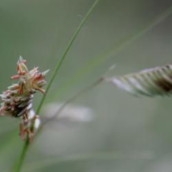 Location: Botanical Garden Utrecht