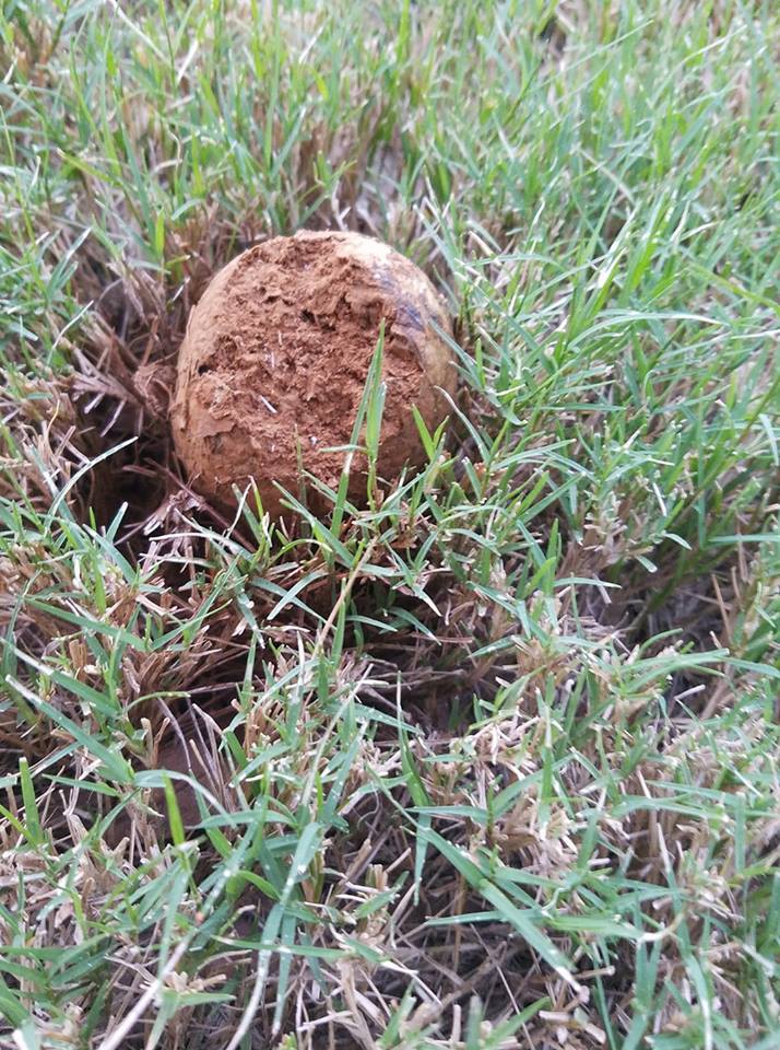 Fungi forum Fort Worth TX Fungus ID and help