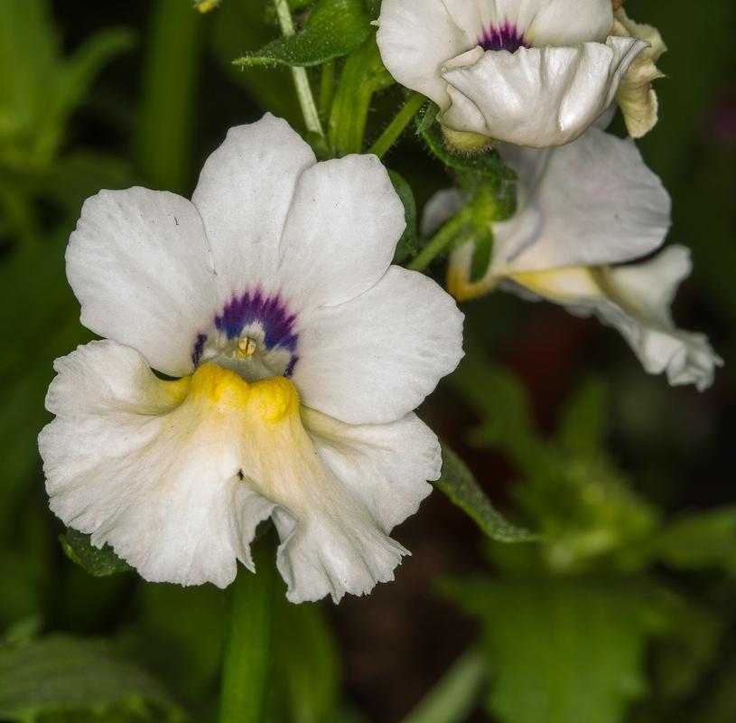 Nemesia Angelart® Almond