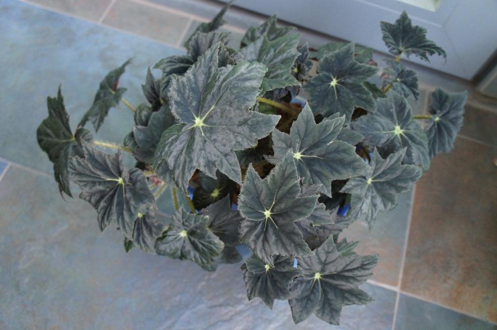 Begonia 'Hocking Inner Glow' in the Begonias Database