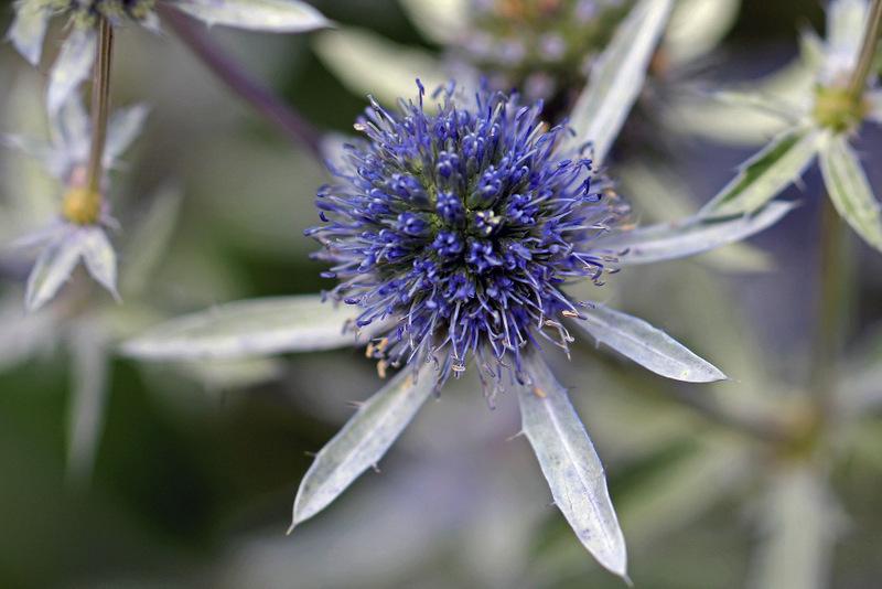 Eryngium palmatum