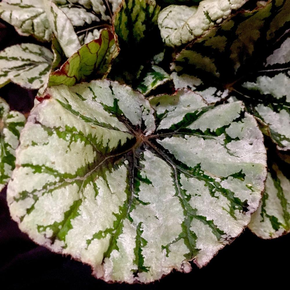 Begonia 'Fedor' in the Begonias Database - Garden.org