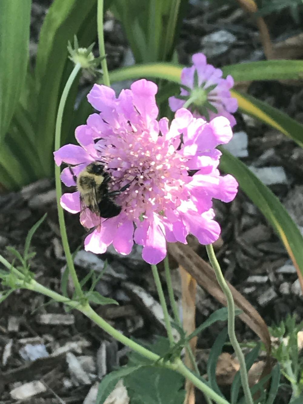 Photo of the bloom of Pincushion Flower (Scabiosa columbaria 'Pink Mist