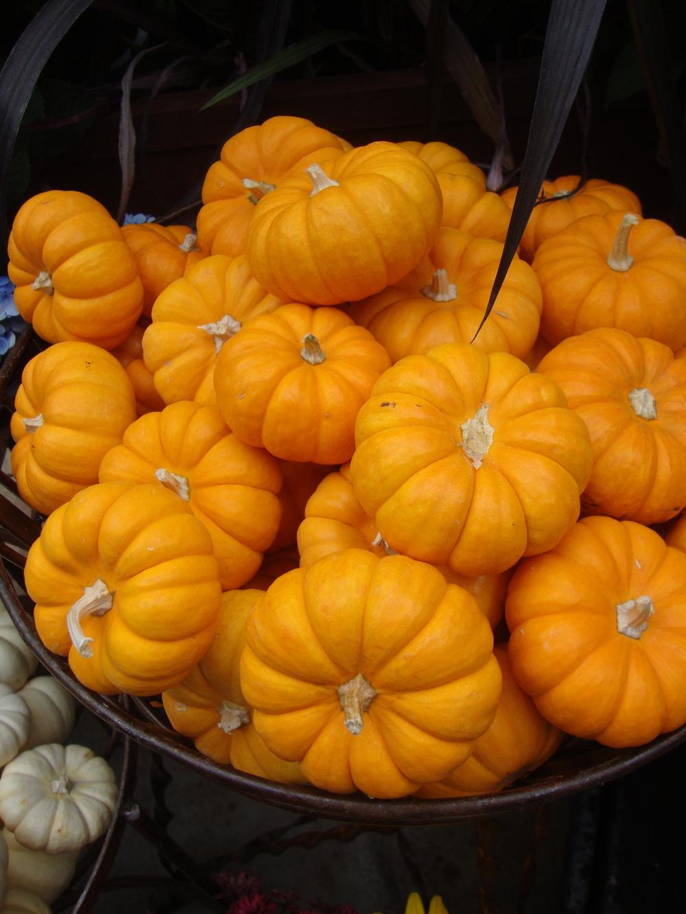 Gourds, Squashes And Pumpkins Plant Care and Collection of Varieties