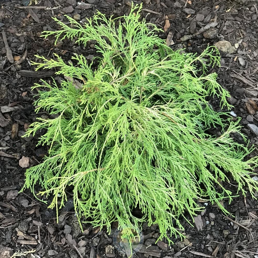 Gold Mop Cypress (Chamaecyparis pisifera 'King's Gold')