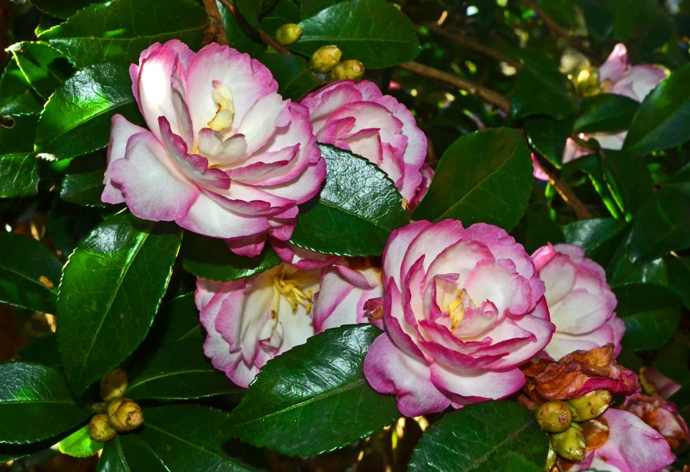 Camellias Plant Care and Collection of Varieties