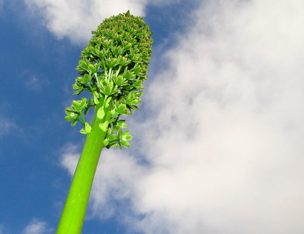 Giant Pineapple Lily pallidiflora subsp. poleevansii