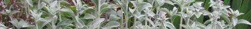 Thumb of 2017-10-06/TsFlowers/c6a9b3