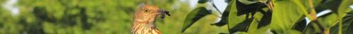 Thumb of 2017-10-06/TsFlowers/e0d653