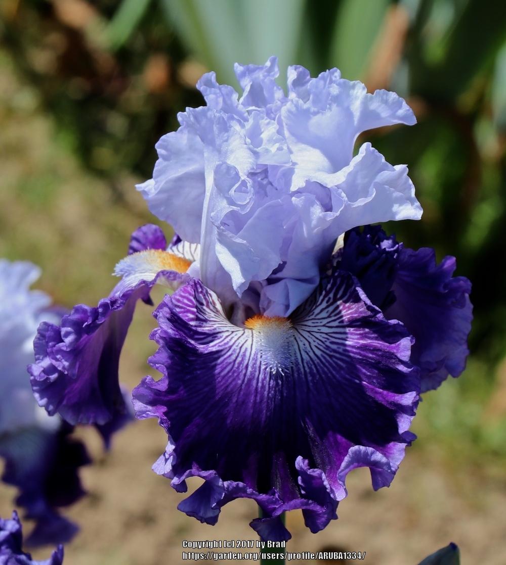 Irises Plant Care and Collection of Varieties