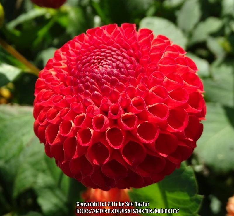 Dahlia 'Irish Glow' in the Dahlias Database
