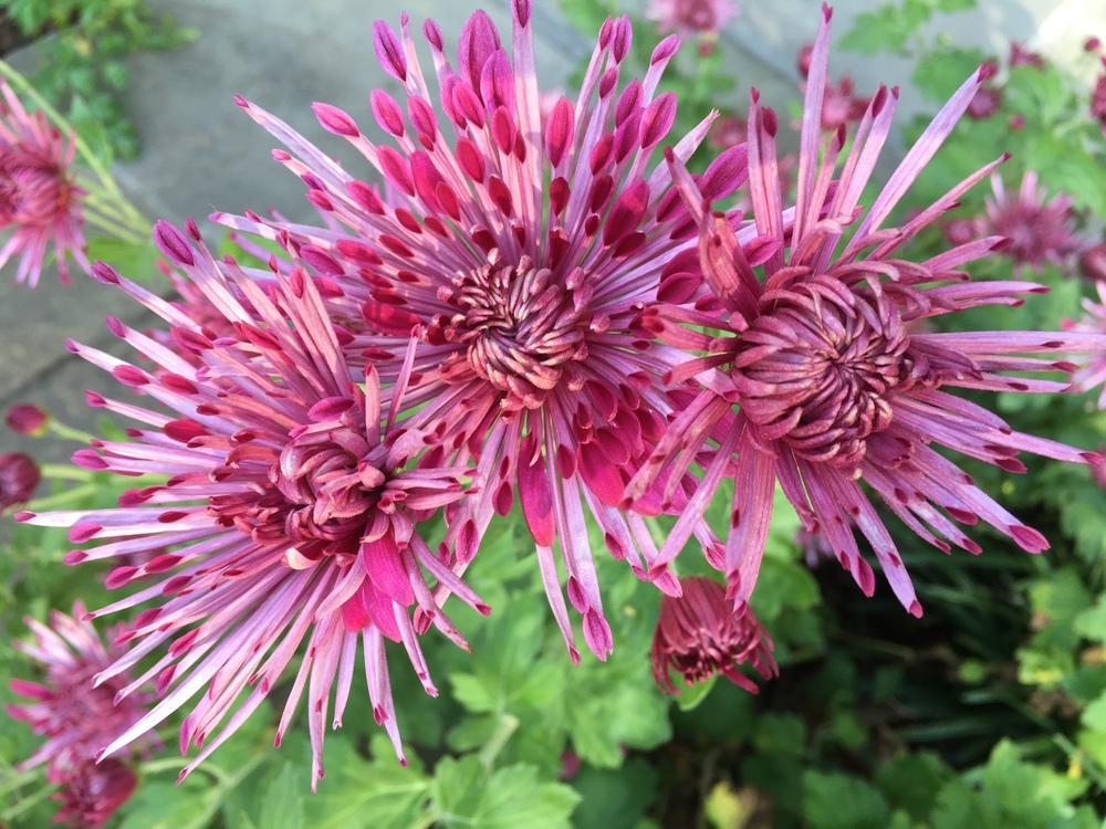 Chrysanthemum (Chrysanthemum x morifolium Pittsburgh Purple)