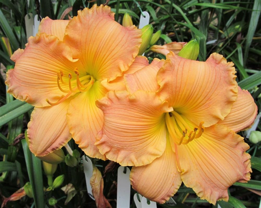 Daylily (Hemerocallis 'Autumn Wood') in the Daylilies Database