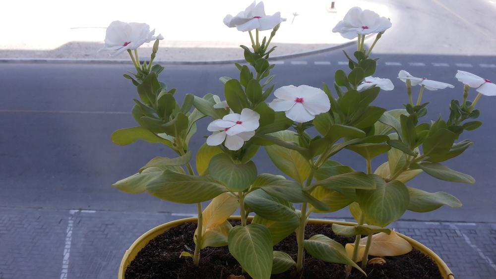 Ask A Question Forum Yellowing Of Vinca Garden Org