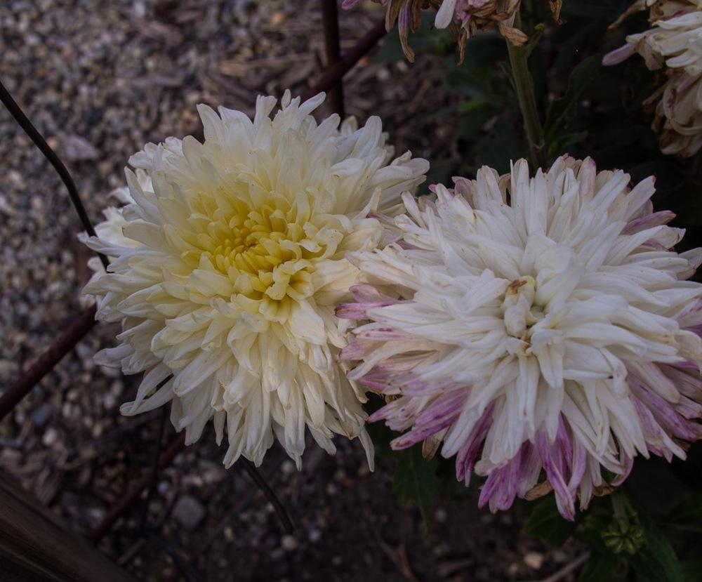 Hardy Mum (Chrysanthemum 'Mellow Moon')