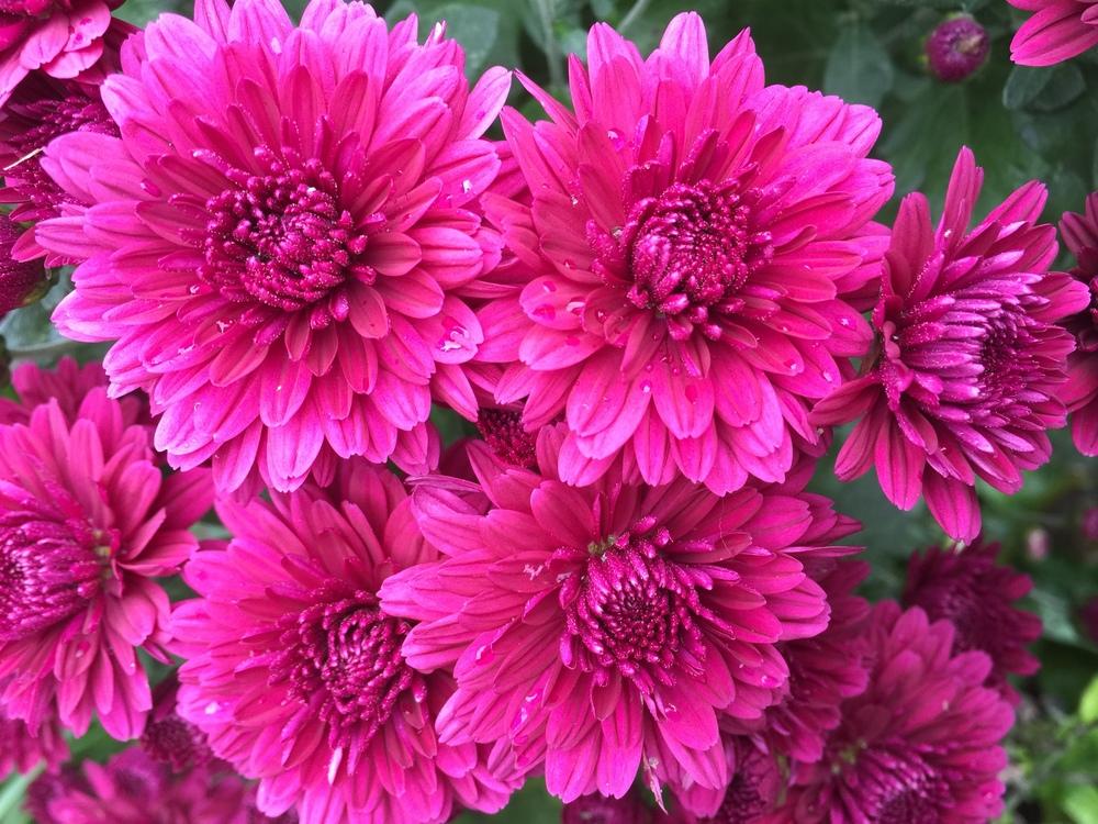 Photo of the bloom of Garden Mum (Chrysanthemum x morifolium 'Plumberry