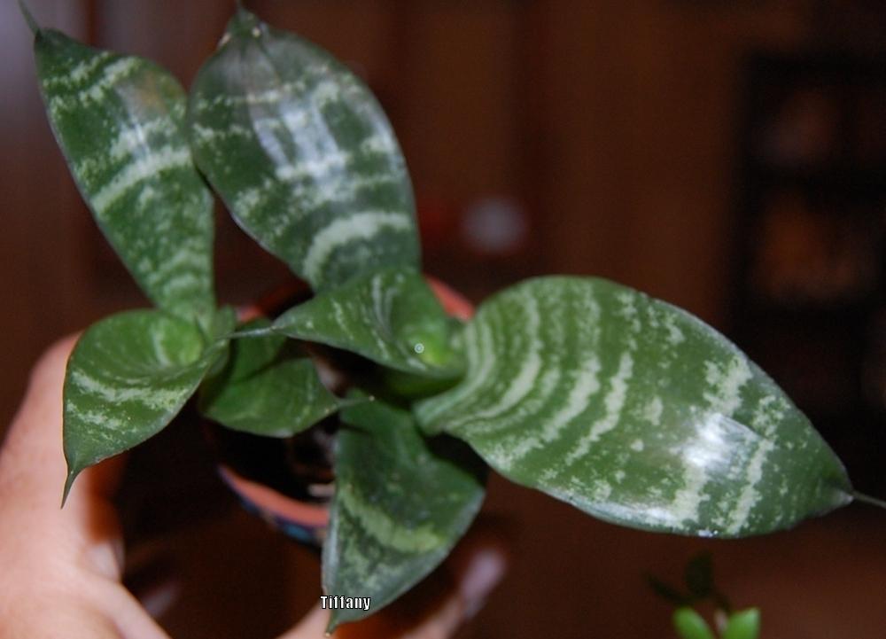 Succulent Leaves Curling in the Ask a Question forum