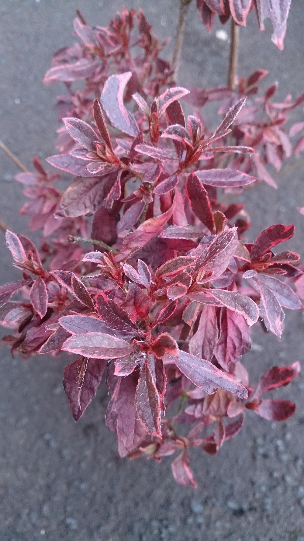Plant ID forum→Bushy thing, smallish red leaves