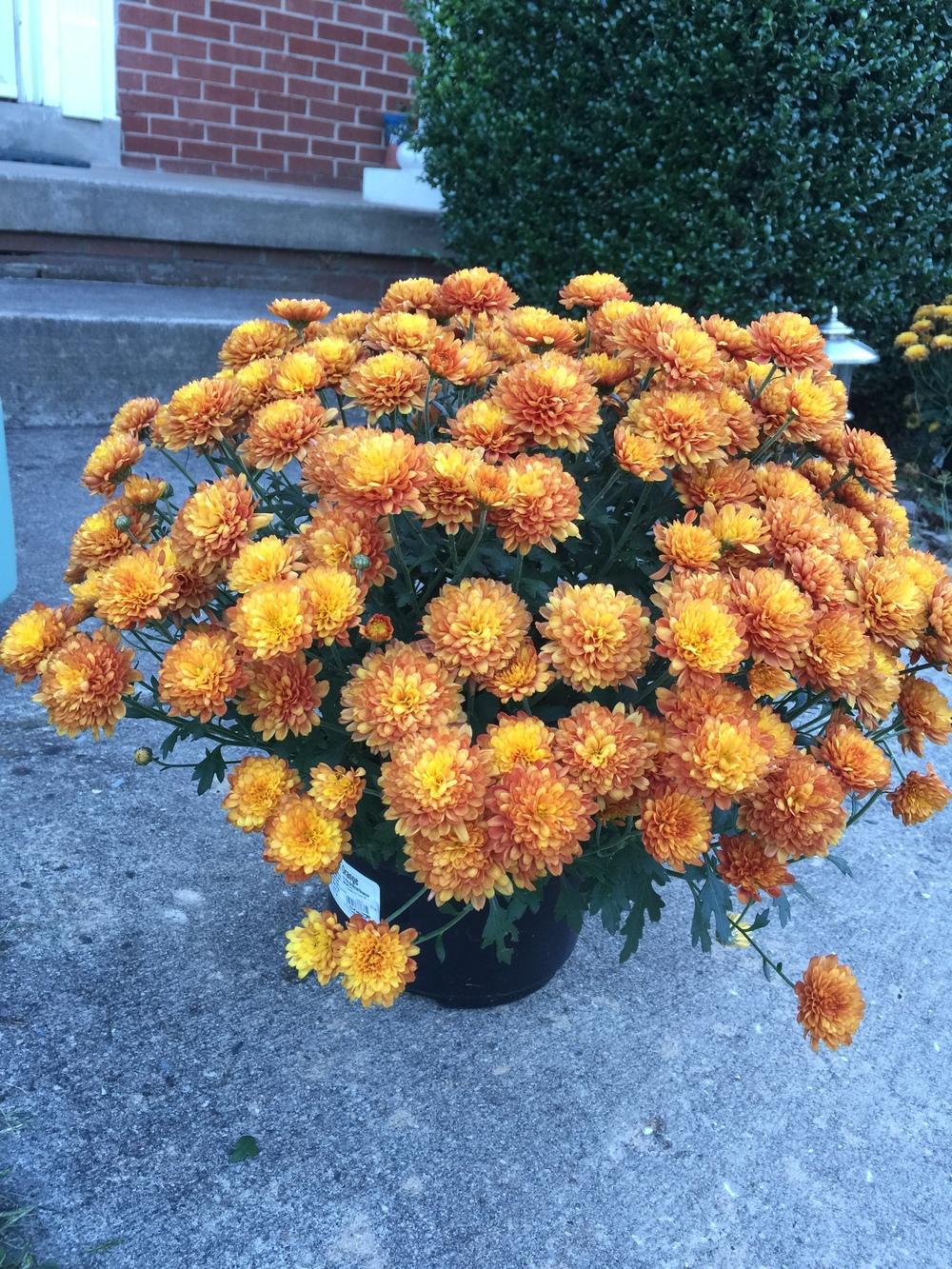 Garden Mum (Chrysanthemum x morifolium 'Sunset Orange')
