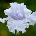 Which Irises Are Fertile? Let's Mine our Database to Find Out
