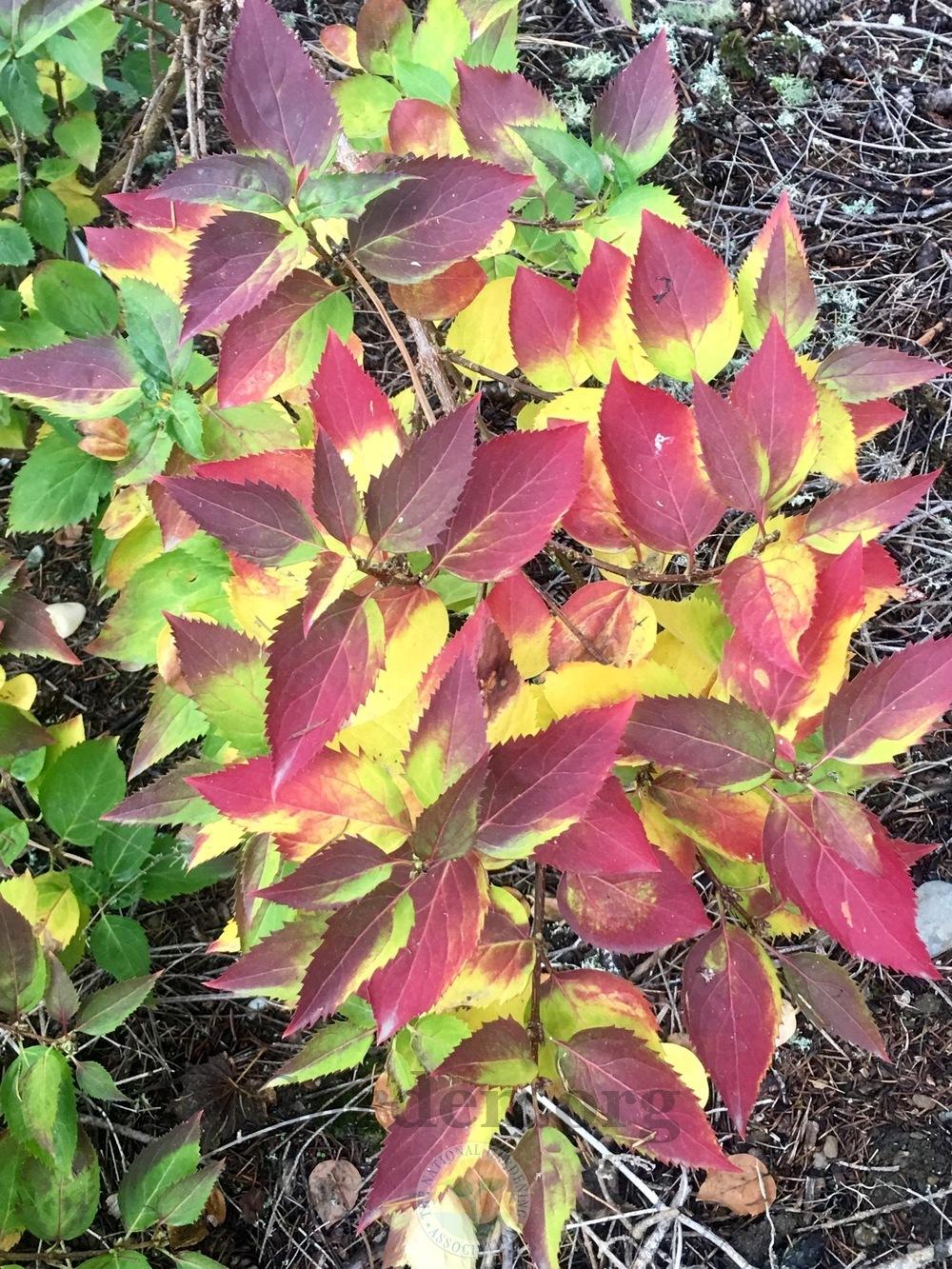 Forsythia Forsythia X Intermedia Magical Gold Garden Org