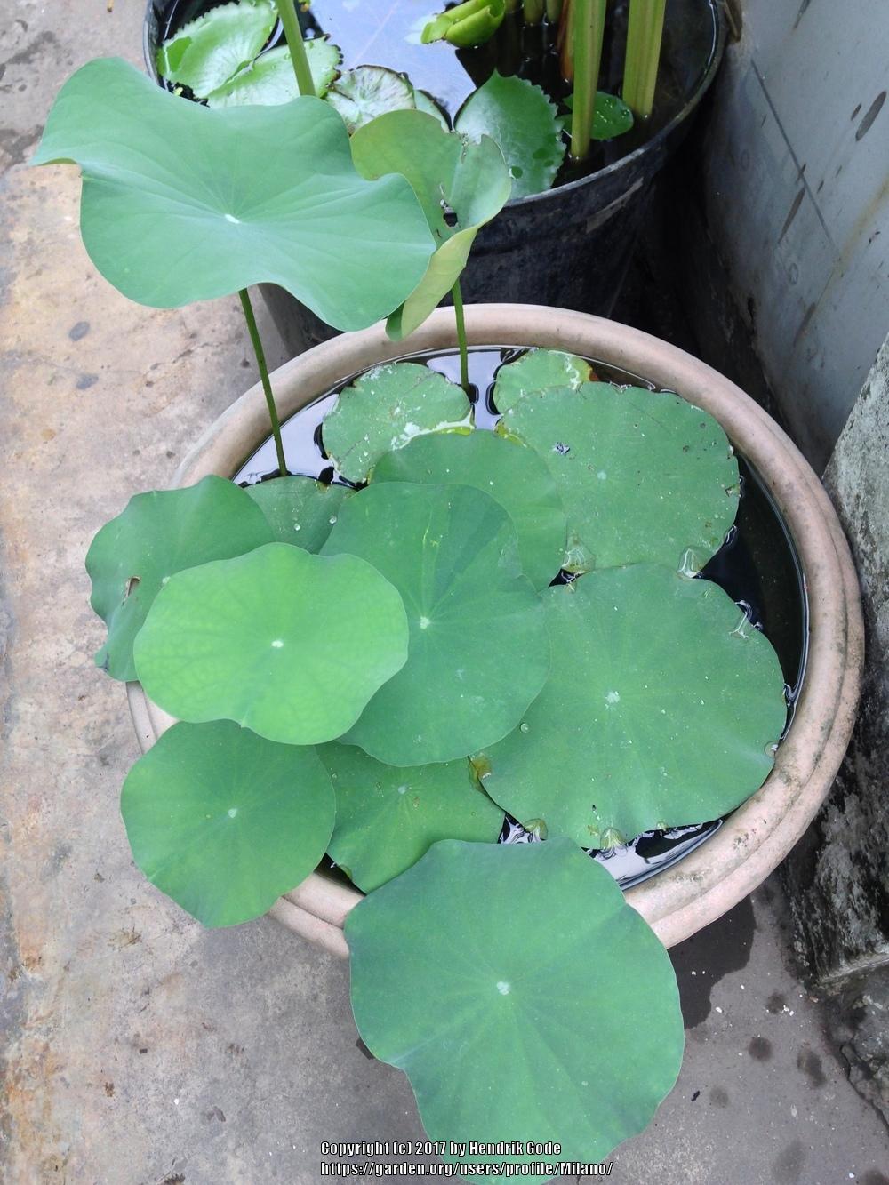 Growing Lotus Seed this Year in the Ponds and Water Gardening forum