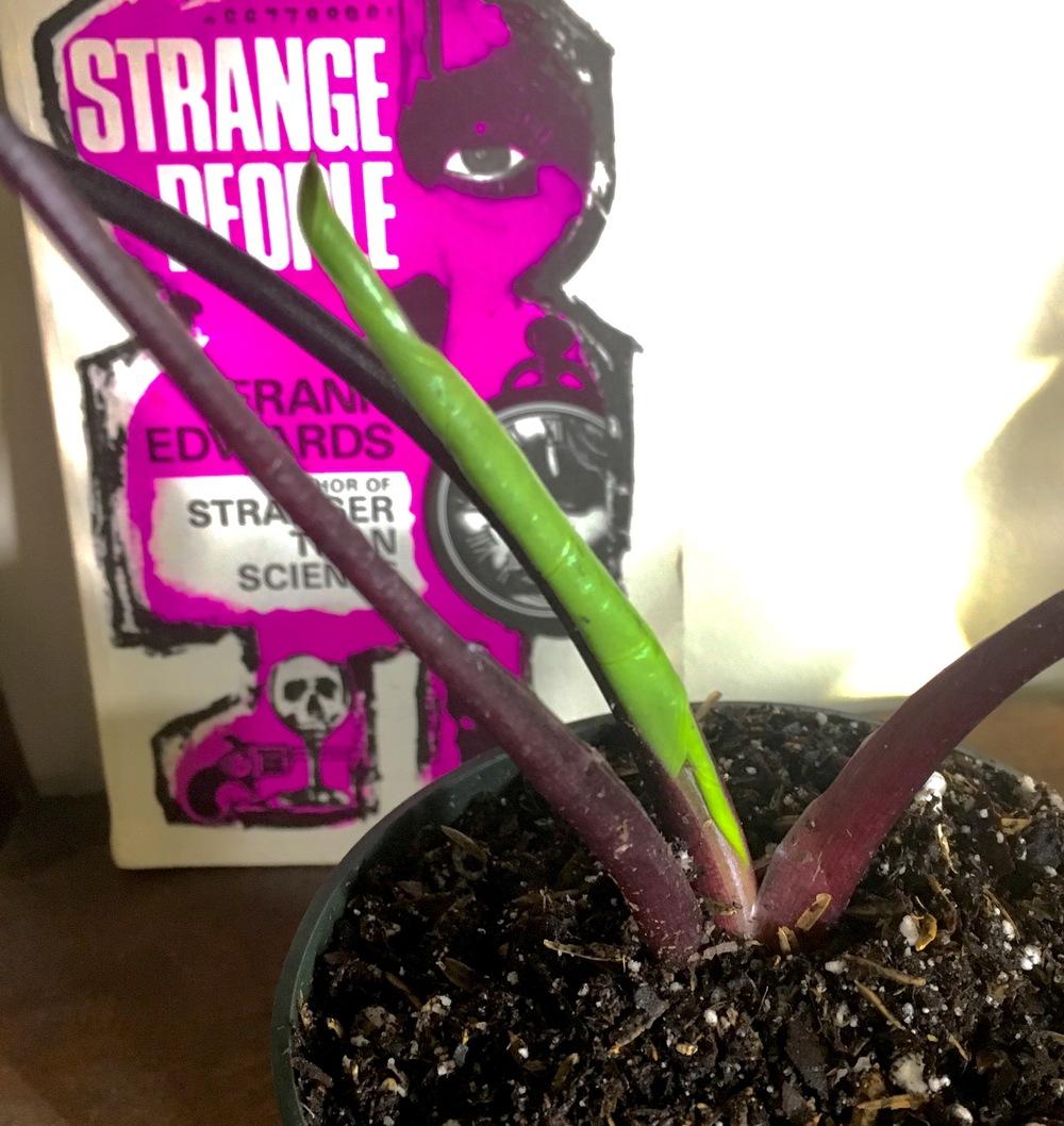 Photo of the emerging growth of Elephant Ear (Alocasia 'Dark Star