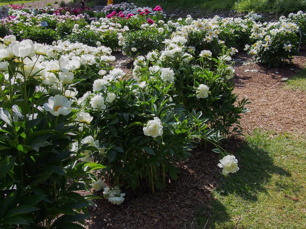 Photo of the entire plant of Peony (Paeonia lactiflora 'Duchesse de