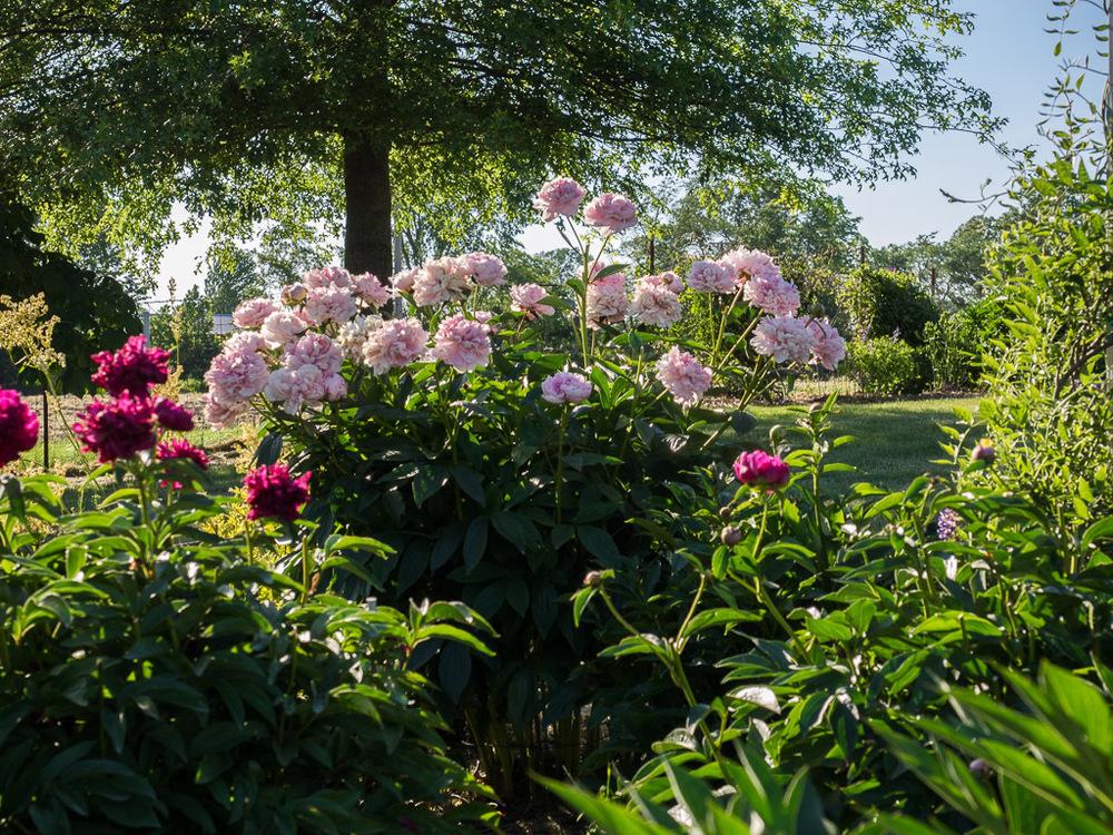 Photo Of The Entire Plant Of Peony Paeonia Lactiflora Sarah Bernhardt Posted By Frankrichards16 Garden Org