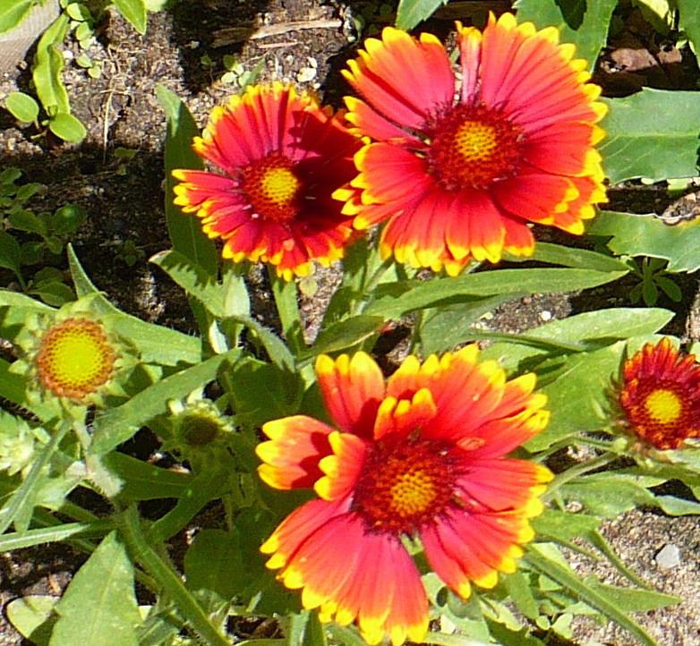 Blanket Flowers Plant Care and Collection of Varieties