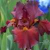  Photo courtesy of Mt. Pleasant Iris Farm, posted with permission