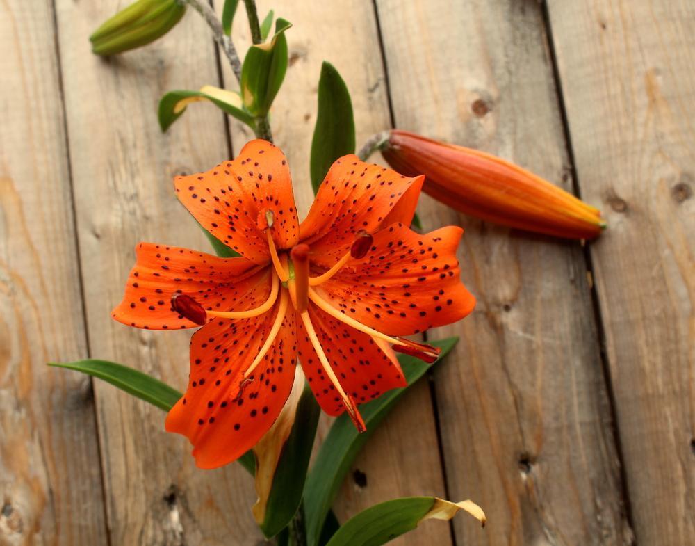 4 Orange Tiger lily hybrid bulbs for sale in the Lilies forum