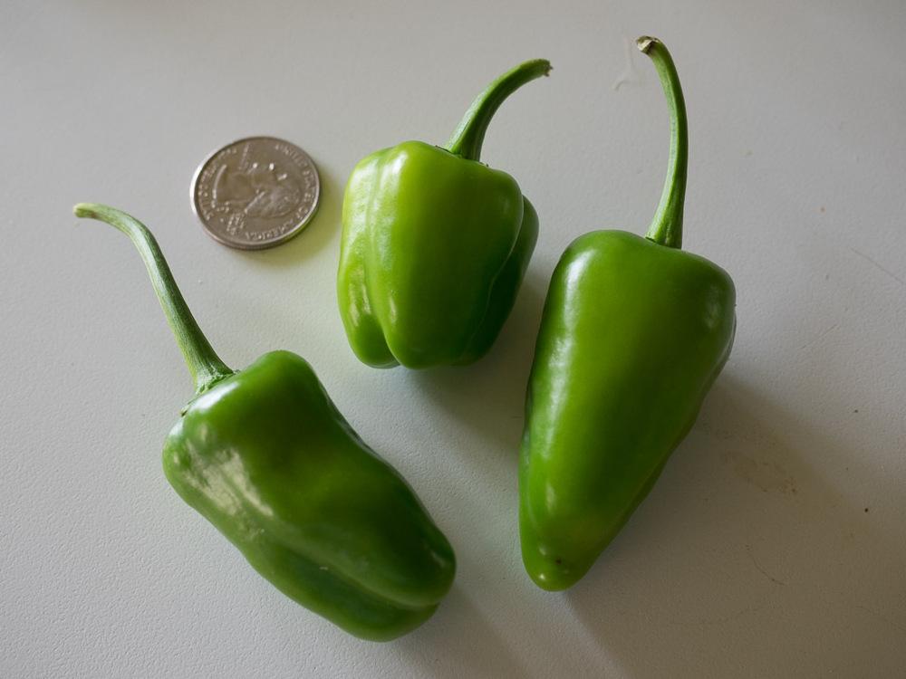 Photo of the fruit of Bell Pepper (Capsicum annuum 'Cajun Belle') posted by frankrichards16