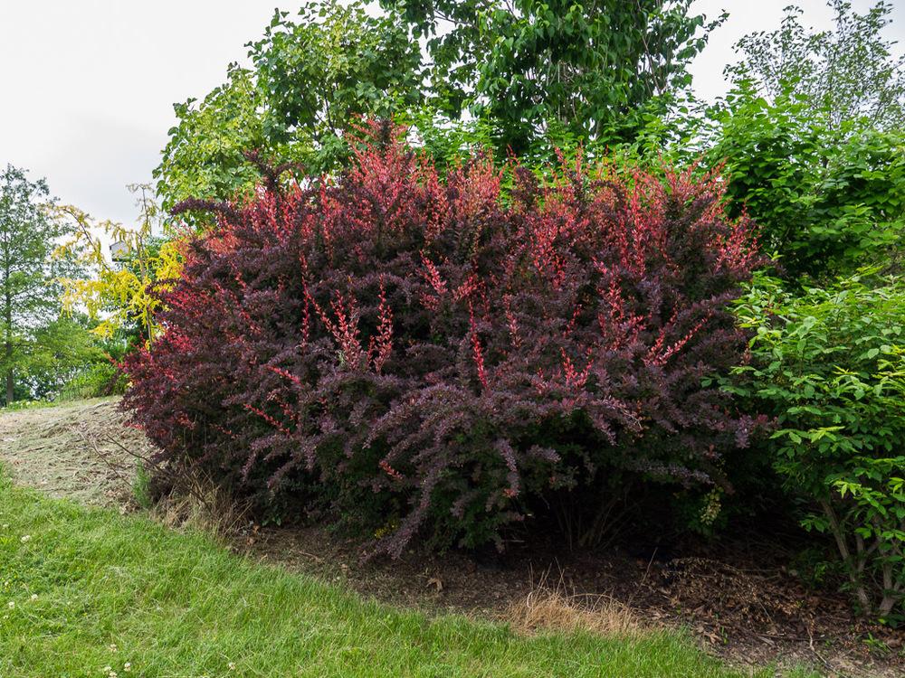 Photo of the emerging growth of Japanese Barberry (Berberis thunbergii