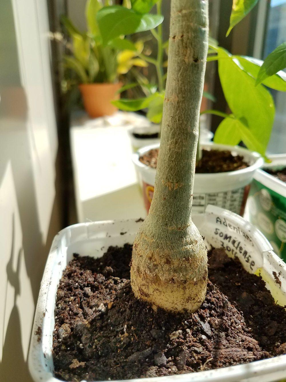 Photo of the stem, scape, stalk or bark of Desert Rose (Adenium obesum ...