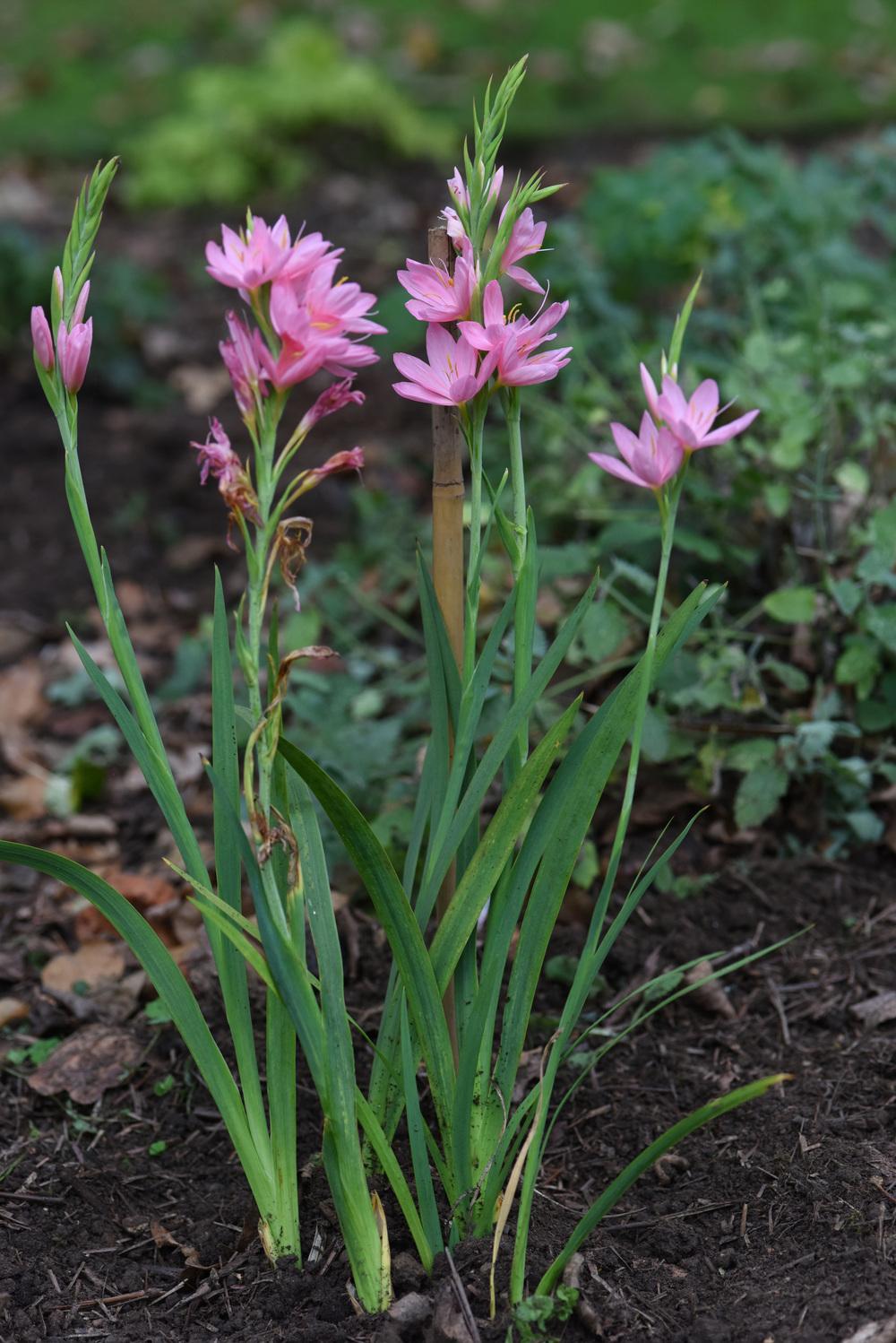 Photo of the entire plant of Kaffir Lily (Hesperantha coccinea) posted