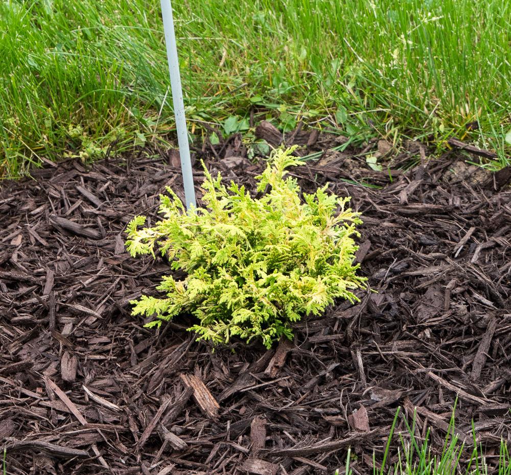 Sawara Cypress (Chamaecyparis pisifera 'Gold Spangle')