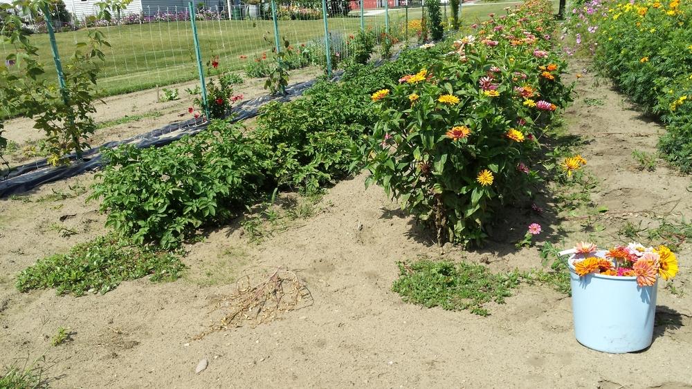 Passion Fruit Flowers falling/being cut off ? in the Ask a Question