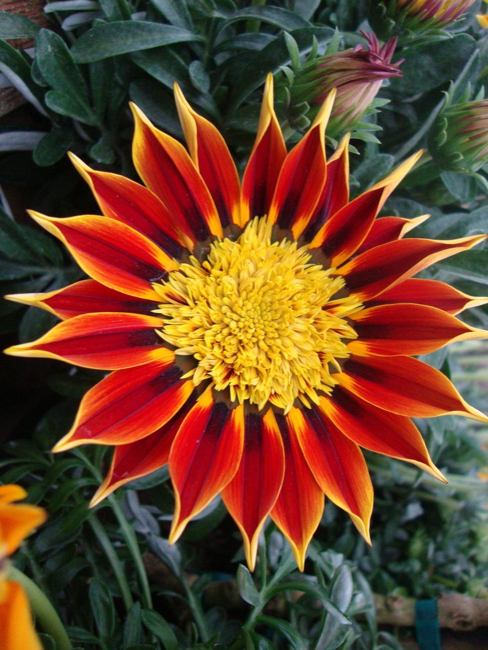 Treasure flower (Gazania 'Apache')