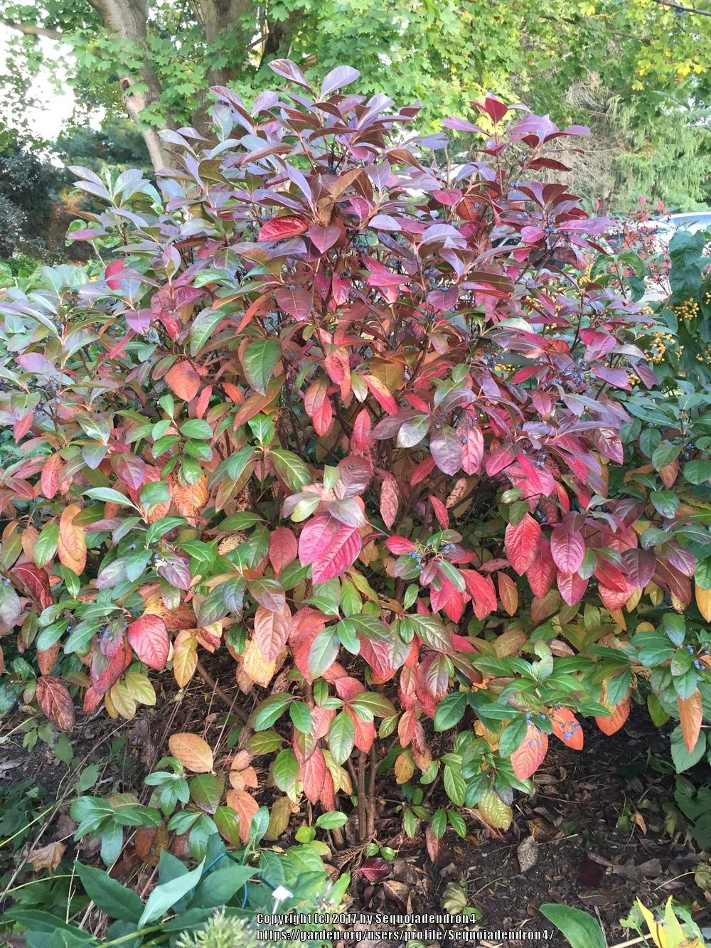 Photo of the entire plant of Possumhaw Viburnum (Viburnum nudum