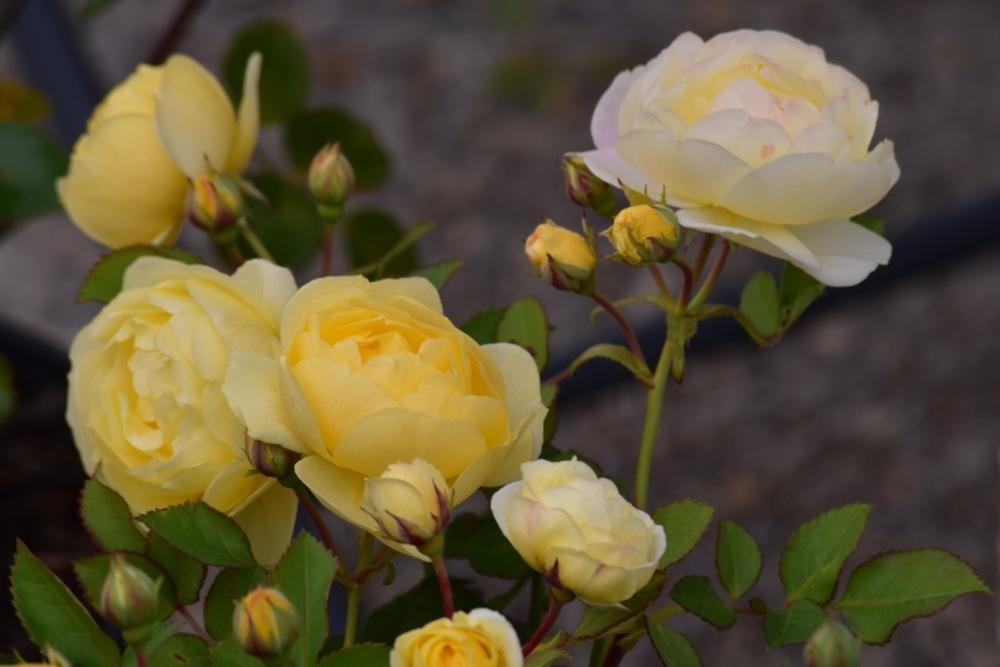 Rose (Rosa du Barry') in the Roses Database