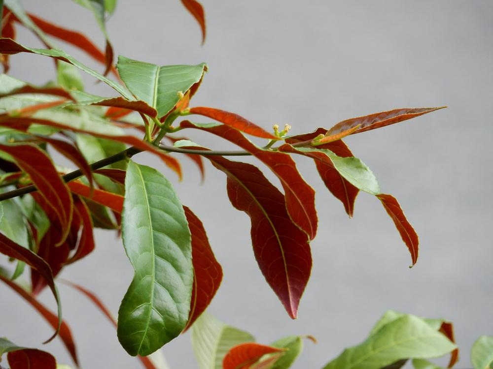 Chinese Croton (Excoecaria cochinchinensis)
