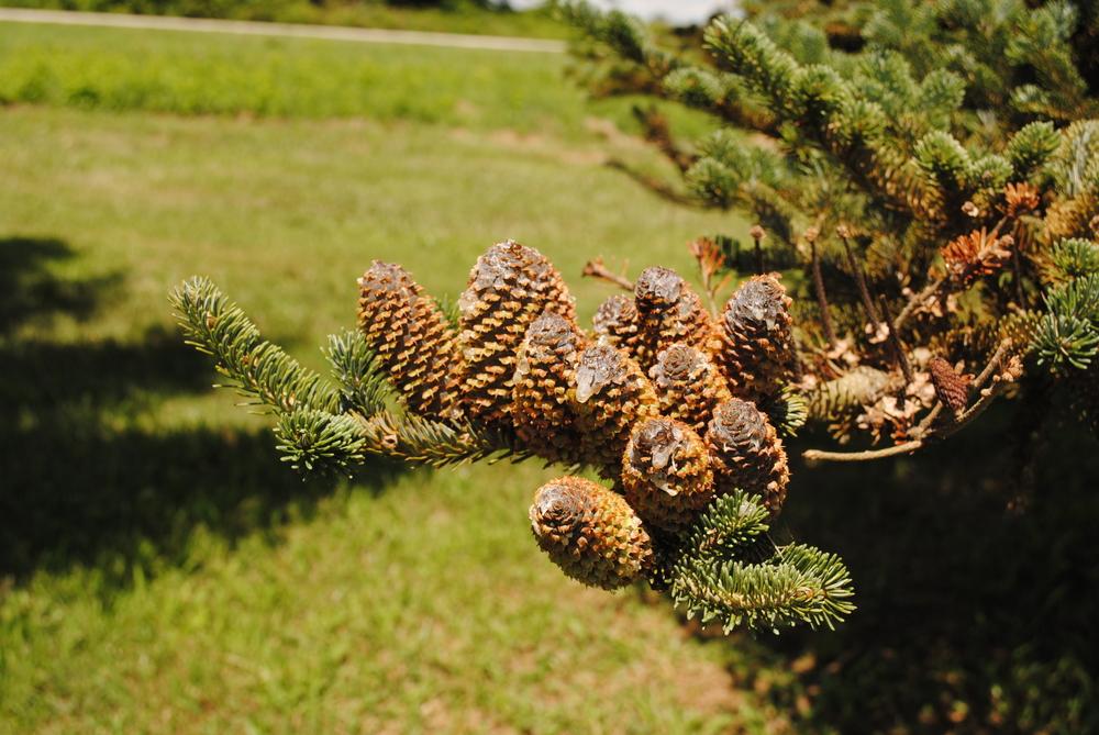 Photo of the cone of Fraser Fir (Abies fraseri) posted by ILPARW