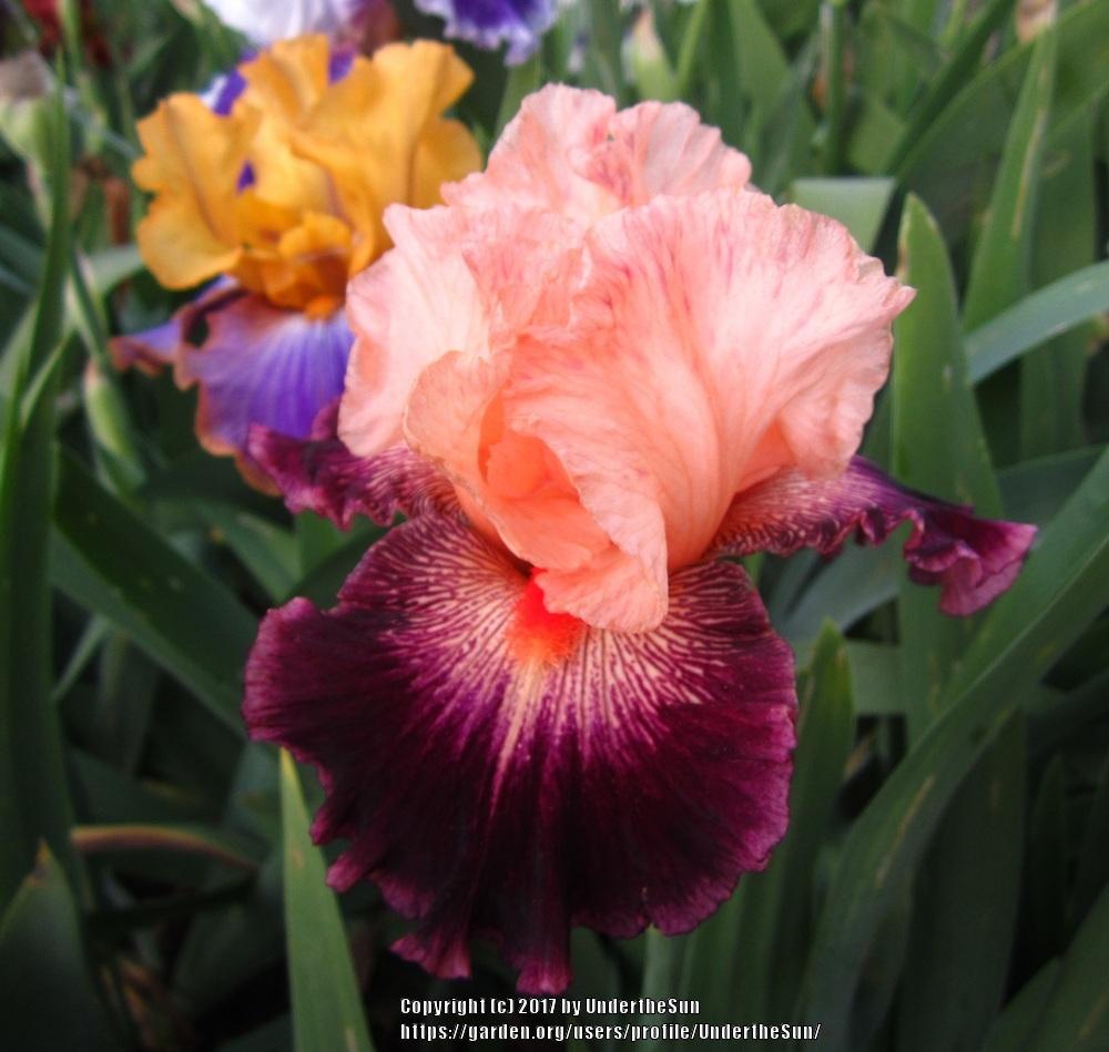 Tall Bearded Iris (Iris 'Jazz Era') in the Irises Database - Garden.org